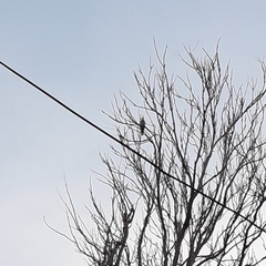 Columbidae