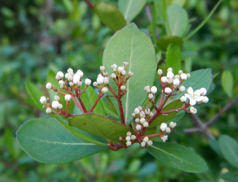 Walter's Viburnum (Viburnum obovatum) - Botanical Realm