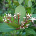 Walter's Viburnum - Photo (c) David Durieux, some rights reserved (CC BY-NC-ND)