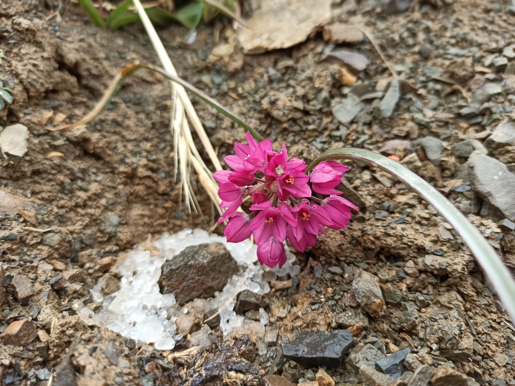 Allium platystemon