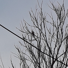 Columbidae