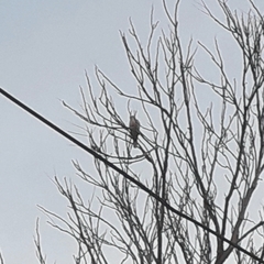Columbidae