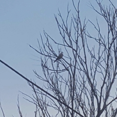 Columbidae