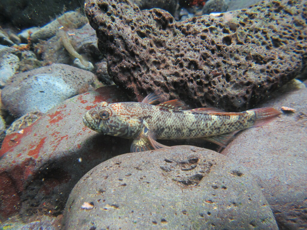 Maindrons grondel (Nematogobius maindroni) — Gobiidae