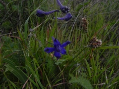 Delphinium decorum