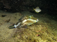 Canthigaster callisterna