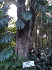 Monsteroideae