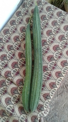 Luffa acutangula