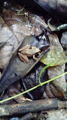 Craugastor metriosistus
