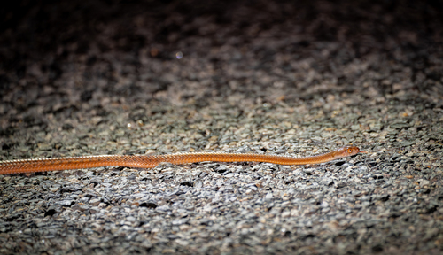 Brown Tree Snake sighting