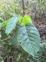 Ficus membranacea