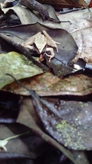 Craugastor metriosistus