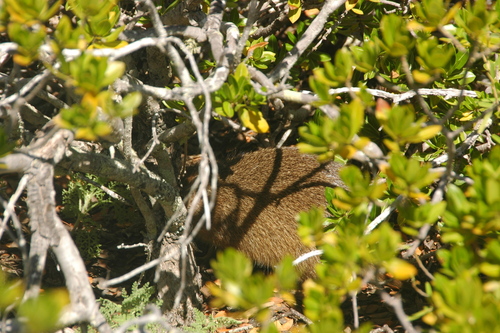 Bahamian Hutia (Geocapromys ingrahami) — Critically Endangered Mammalia