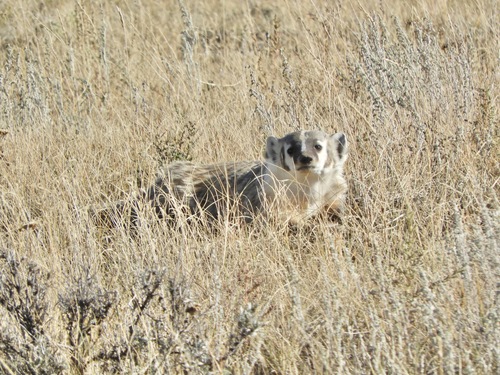 American Badger photographed in Montana