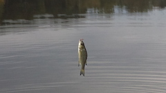 Morone mississippiensis