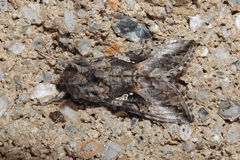 Plusiini