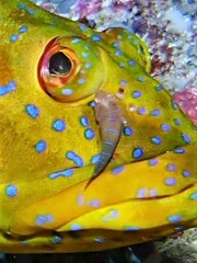 Western Cleaner Clingfish photo 2