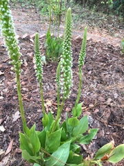 Goodyera procera
