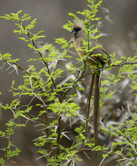 Colius striatus minor