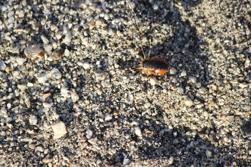iNaturalist observation photo of Eurybunus