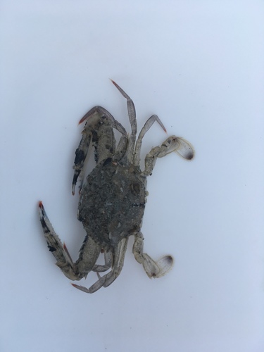 Achelous gibbesii