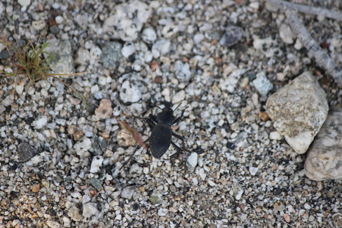 iNaturalist observation photo of Cryptoglossa muricata