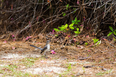 Mimus polyglottos image