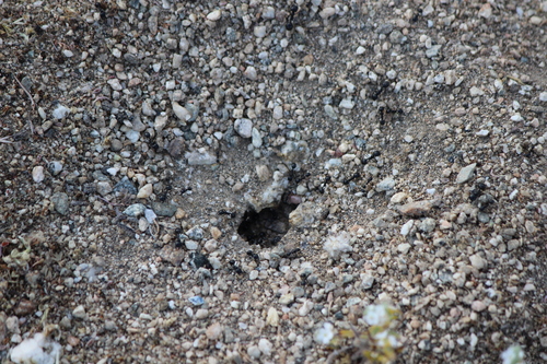 iNaturalist observation photo of Black Harvester Ant