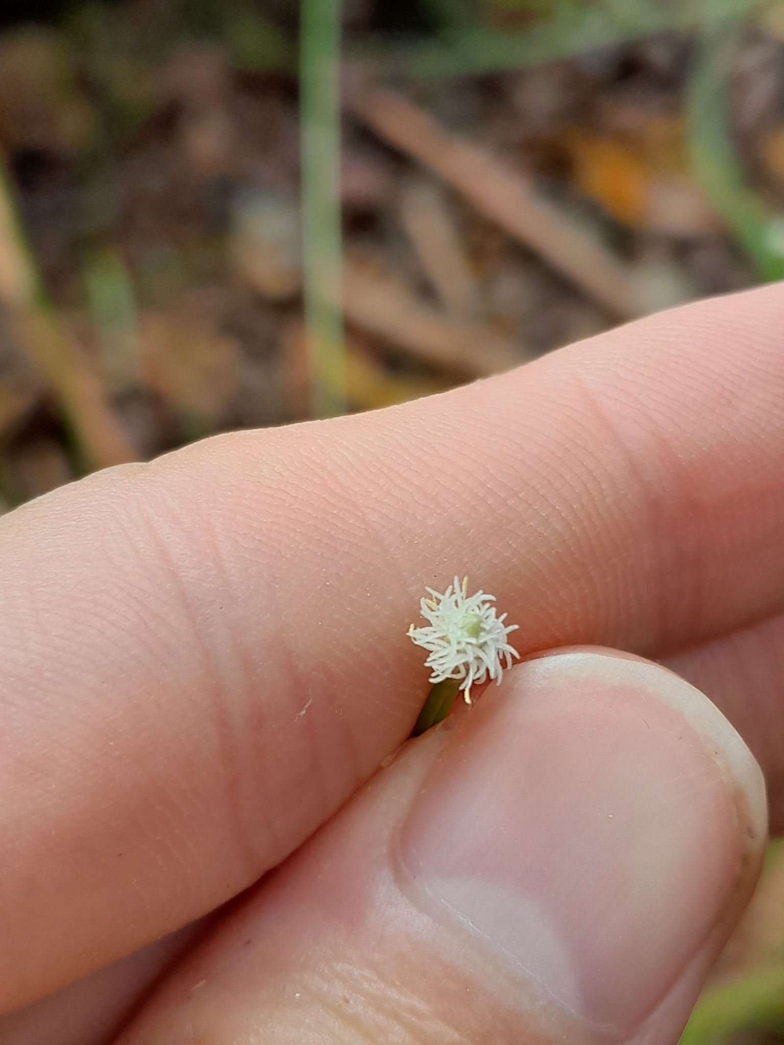 Eleocharis pachystyla