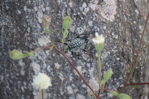 iNaturalist observation photo of Inflated Beetle