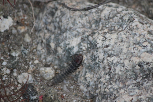 iNaturalist observation photo of Caterpillar-hunter Beetles