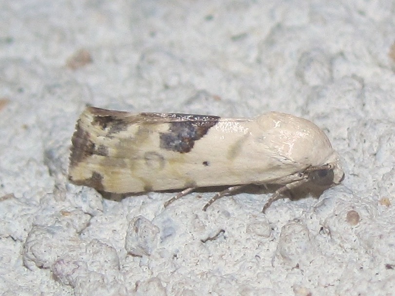 Ponometia libedis
