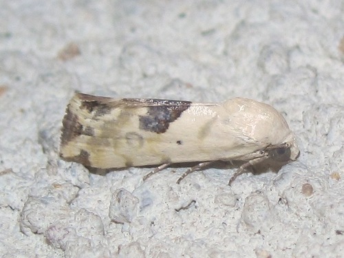 Acontia libedis Smith, 1900