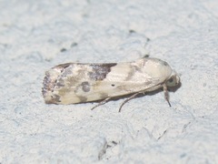Ponometia libedis