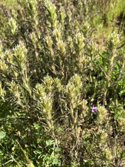 Castilleja attenuata