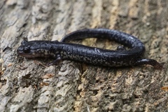 Plethodon chlorobryonis