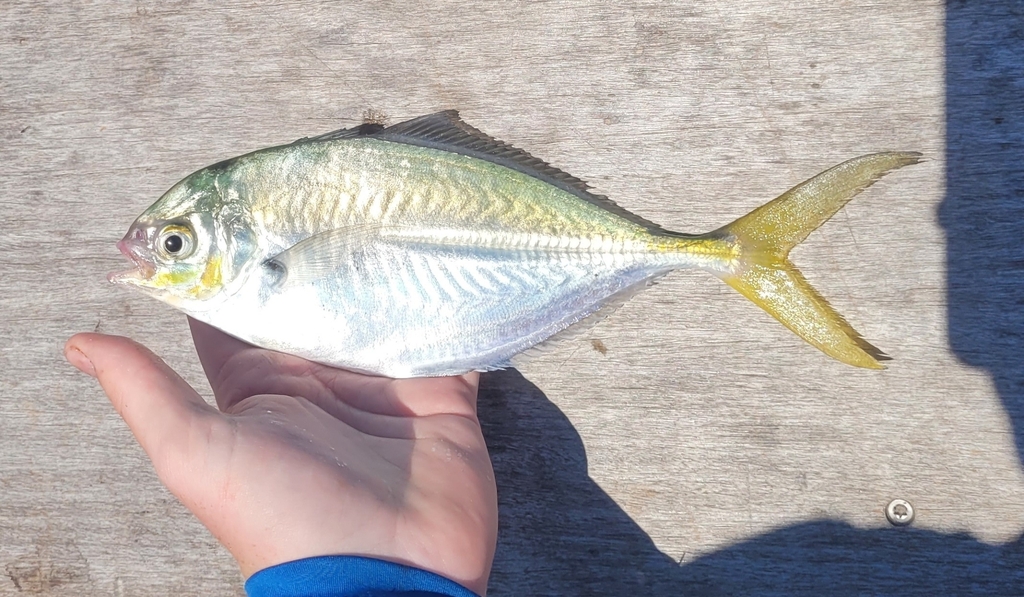 Bluntnose jack (Hemicaranx amblyrhynchus) — Carangidae