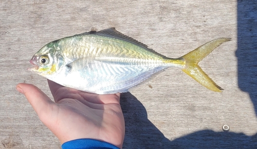 Bluntnose jack (Hemicaranx amblyrhynchus) — Carangidae