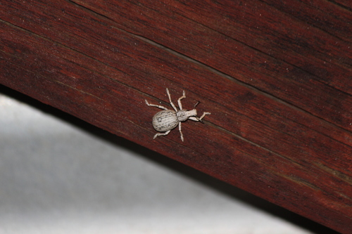 iNaturalist observation photo of Ophryastes desertus