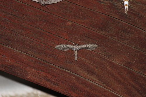 iNaturalist observation photo of Glaucina erroraria