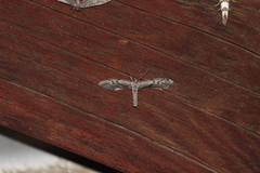 Glaucina erroraria
