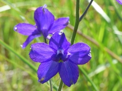Delphinium variegatum