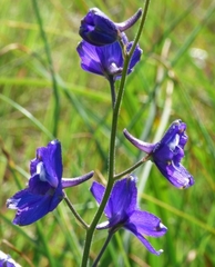 Delphinium variegatum