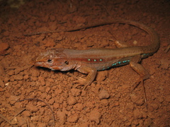 Flame-Throated Whiptail photo 4