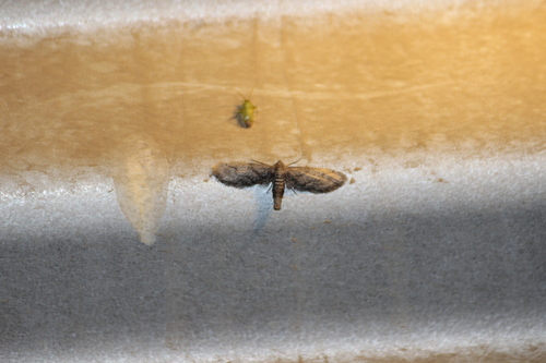 iNaturalist observation photo of Glaucina