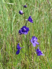 Delphinium variegatum
