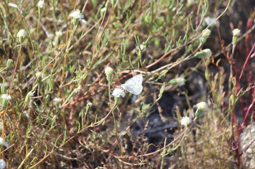 iNaturalist observation photo of Checkered White