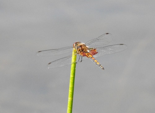 Ornate Pennant photo 4
