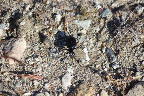 iNaturalist observation photo of Caterpillar-hunter Beetles