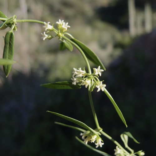 Arizona swallow-wort (Metastelma arizonicum)